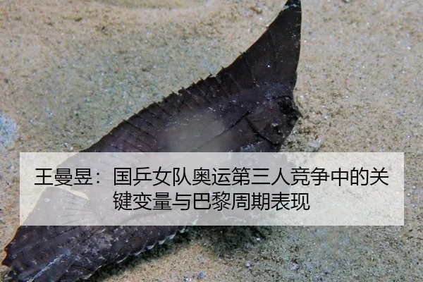 王曼昱：国乒女队奥运第三人竞争中的关键变量与巴黎周期表现